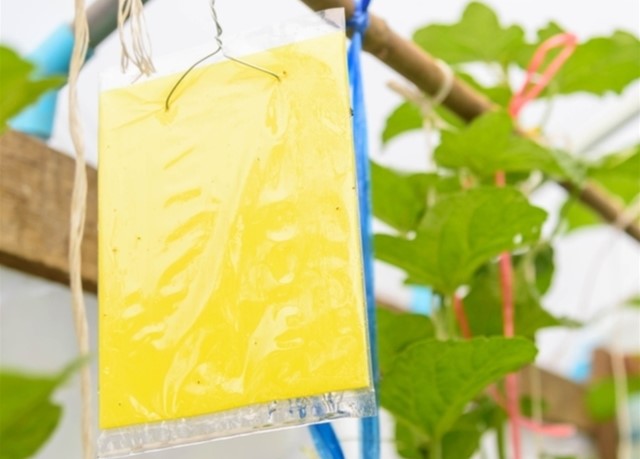 Боротьба з комахами та гризунами: клеї для виробництва липких пасток